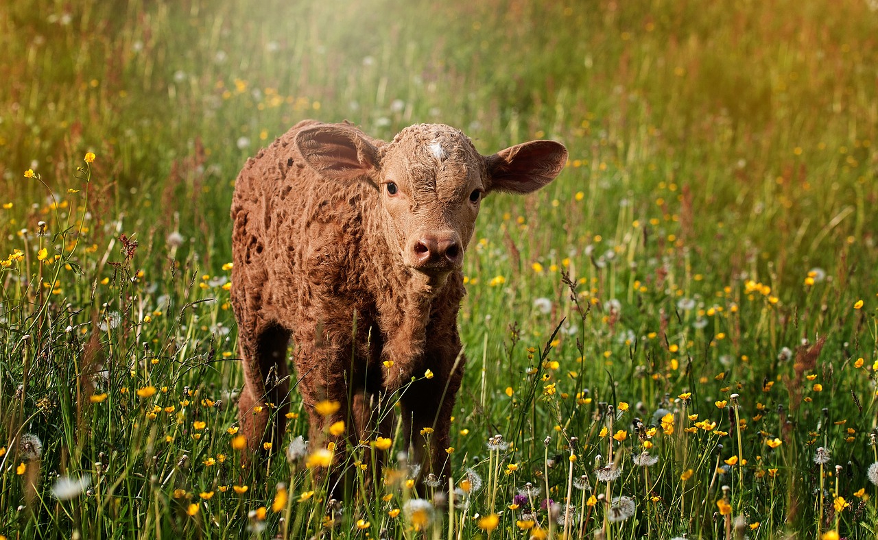 Calf-829430_1280