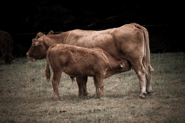 Cow-8329667_1280